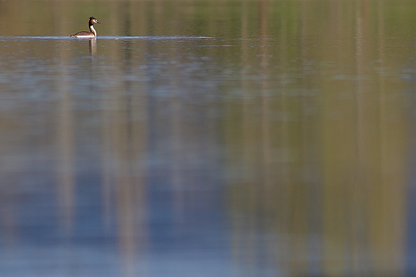 UnderwaterSecr2's tweet photo. New artwork for sale! - "Great crested grebe " - https://t.co/rxkpXLqcYS @fineartamerica https://t.co/p7PHghDvQf
