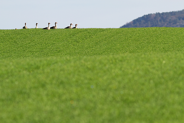 UnderwaterSecr2's tweet photo. New artwork for sale! - "Geese in the field" - https://t.co/pgGKb2iAjX @fineartamerica https://t.co/z12EAejlbz