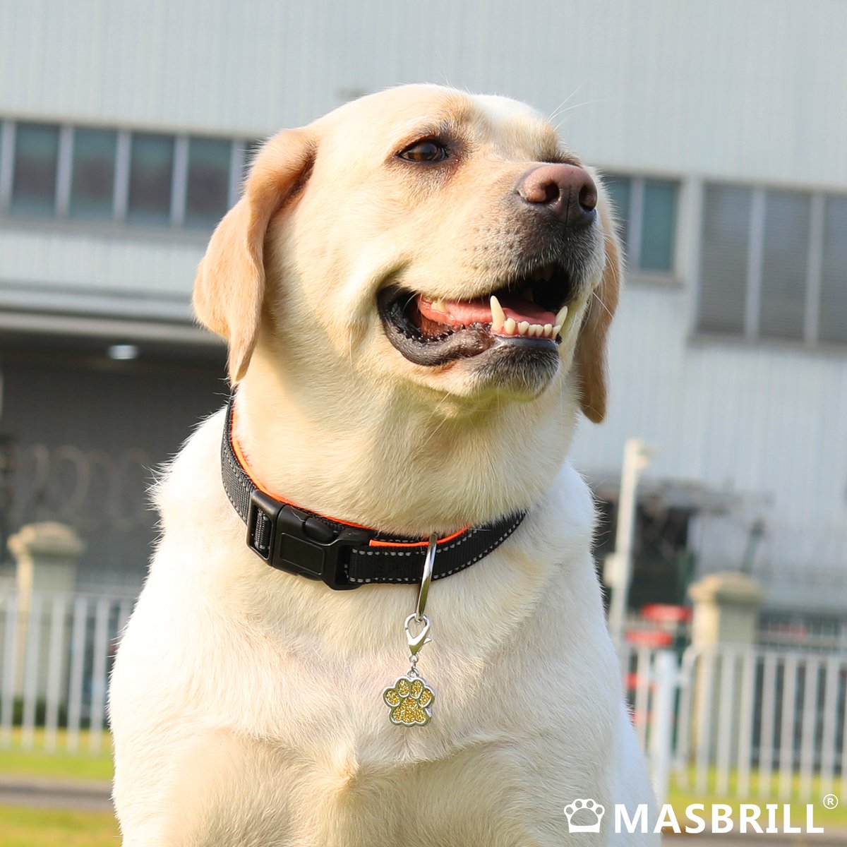 Masbrill_World's tweet photo. This #Masbrill collar I like so muchπΊπΌ
https://t.co/GyfZDDKqbV
#Pets #pet #petportrait #petfriendly #petsupplies #petsuppliesplus #petsupply #petsupplier #petsupport #dog #dogs #doglover
#doglifestyle #bestfriendsforlife #puppytraining #puppyoftheday #collar #dogcollar https://t.co/QXHieKhd8r