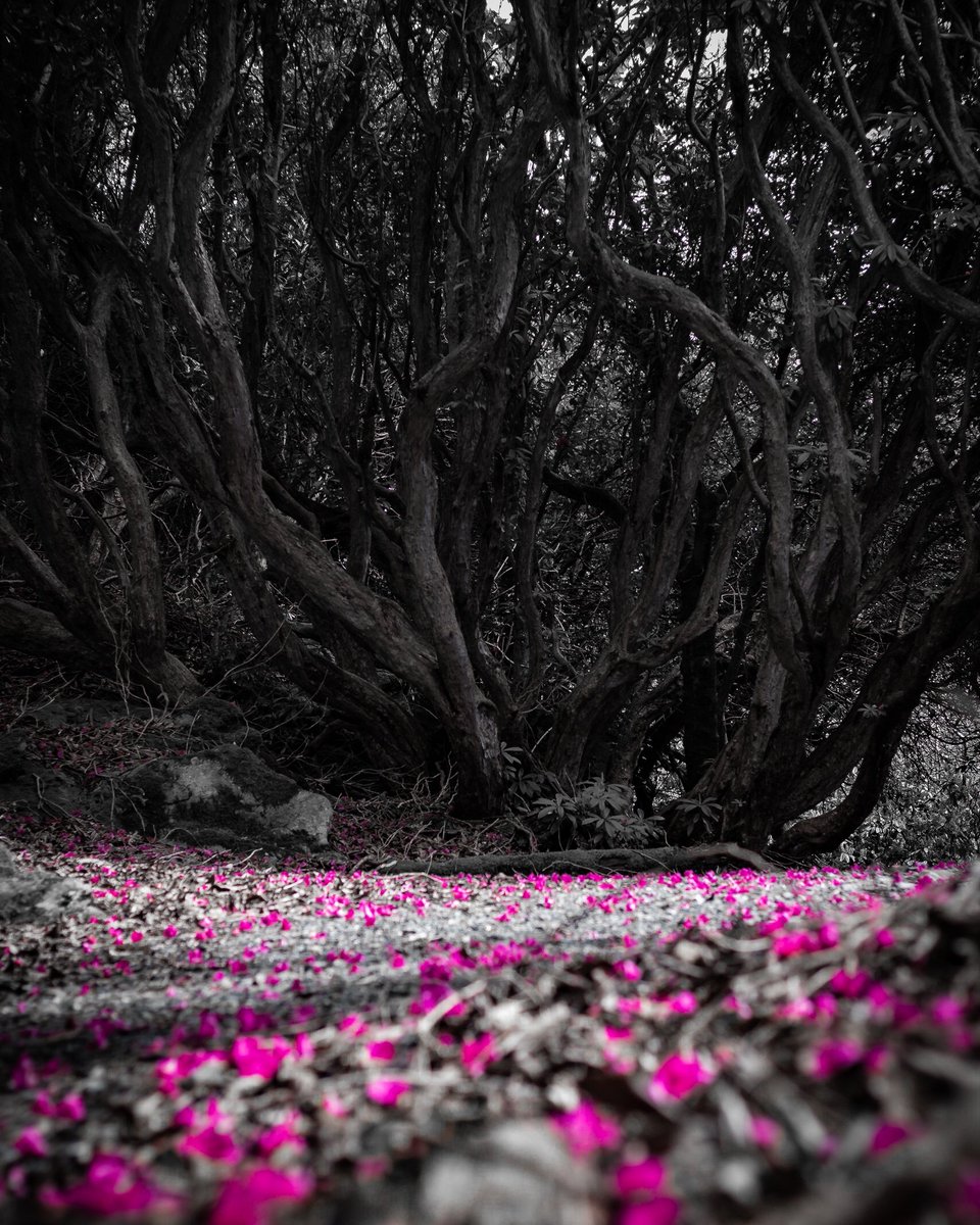 BOUNCINGscapes's tweet photo. Hello everyone, I'm finally back, after a while... So trying something new. Life is about learning and resilience... Keep pushing! https://t.co/rhk7myaFjU