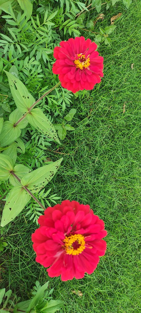 कुछ कहना है, फूलों का! Flower Power🎋