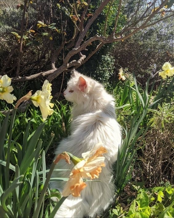🌿🌼🧺 tweet media