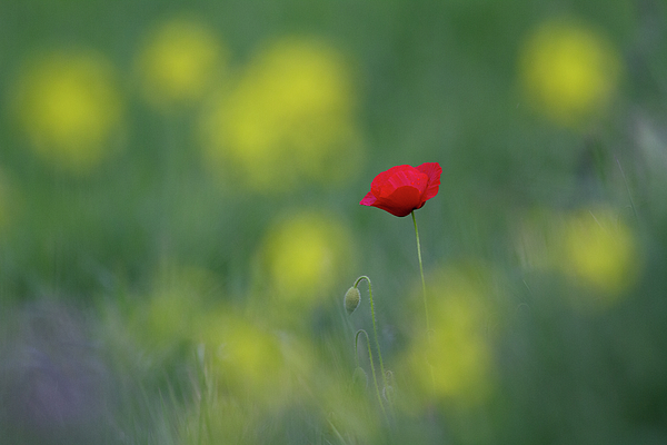 UnderwaterSecr2's tweet photo. New artwork for sale! - "Red-yellow poppy shot" - https://t.co/EnL6o2P3GR @fineartamerica https://t.co/PlPuWREeo0