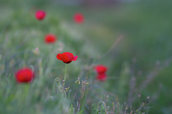UnderwaterSecr2's tweet photo. New artwork for sale! - "Poppy cluster" - https://t.co/Oso1IQQrRB @fineartamerica https://t.co/YbBJshPUdi