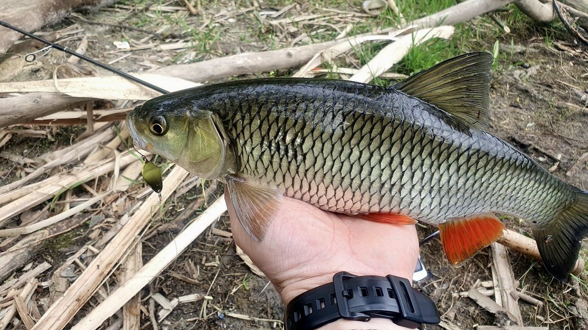 Shostka_Spoon's tweet photo. Bugs and insects have already flown out, and the main ones began to actively feed on water bodies. Such beauties gave Ruslan a lot of emotions in a short period of time. Fishing from the shore on the Psel River near Sumy. Solo and Cubo models worked well👌#fishing https://t.co/JFuF8KXhDu