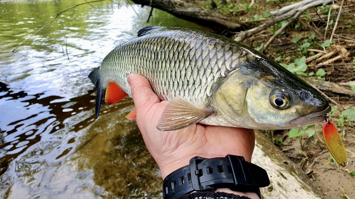 Shostka_Spoon's tweet photo. Bugs and insects have already flown out, and the main ones began to actively feed on water bodies. Such beauties gave Ruslan a lot of emotions in a short period of time. Fishing from the shore on the Psel River near Sumy. Solo and Cubo models worked well👌#fishing https://t.co/JFuF8KXhDu
