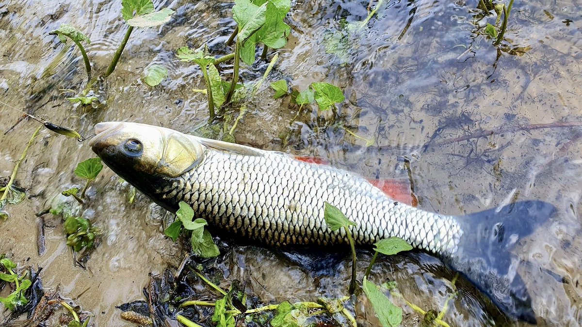 Shostka_Spoon's tweet photo. Bugs and insects have already flown out, and the main ones began to actively feed on water bodies. Such beauties gave Ruslan a lot of emotions in a short period of time. Fishing from the shore on the Psel River near Sumy. Solo and Cubo models worked well👌#fishing https://t.co/JFuF8KXhDu