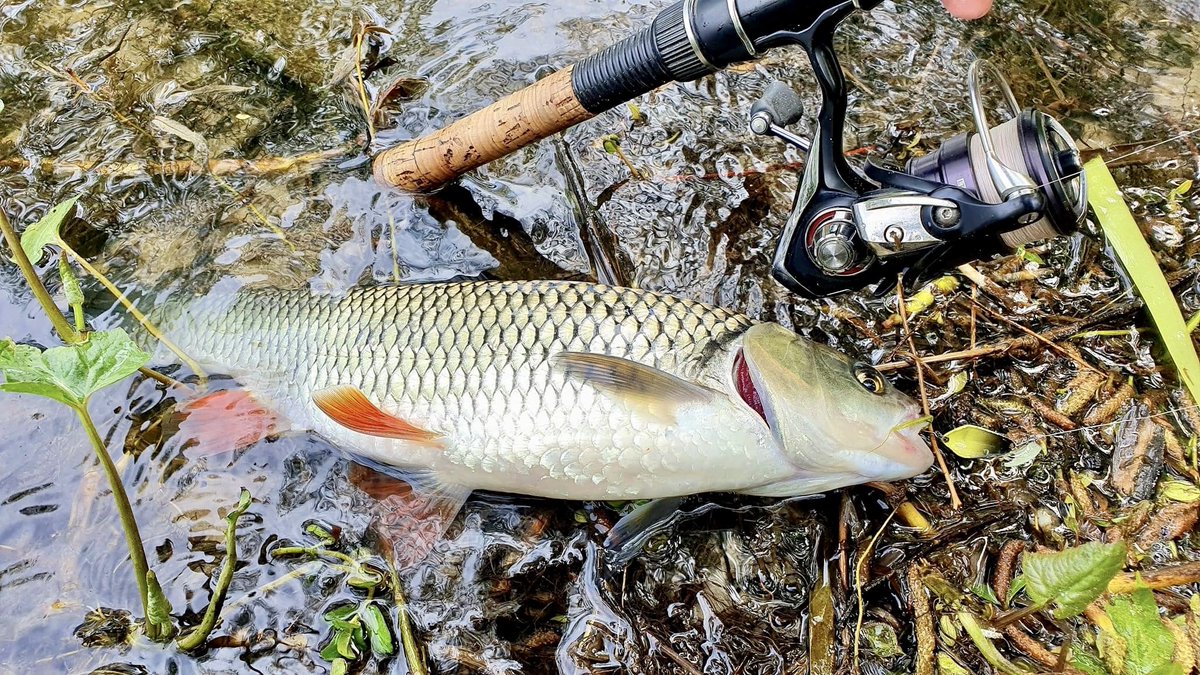 Shostka_Spoon's tweet photo. Bugs and insects have already flown out, and the main ones began to actively feed on water bodies. Such beauties gave Ruslan a lot of emotions in a short period of time. Fishing from the shore on the Psel River near Sumy. Solo and Cubo models worked well👌#fishing https://t.co/JFuF8KXhDu
