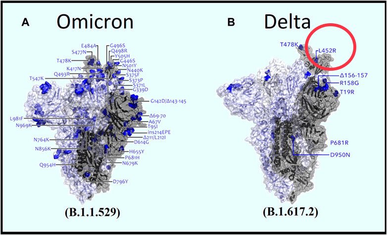 RajeevJayadevan's tweet photo. Omicron spike is so different from Delta
Note the key delta mutation L452R is missing in Omicron
This apparently gives Delta extra virulence by enabling “fusogenicity” or ability to stitch lung cells together
Experimentally giving L452R to Omicron made it dangerous in mice. https://t.co/qvN5vNmGOh