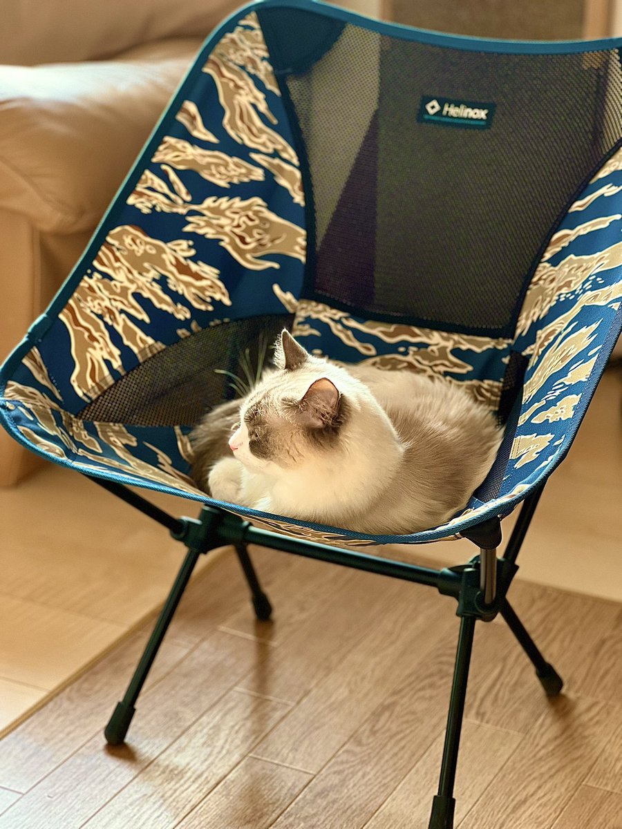 mariechan_____'s tweet photo. この椅子もお気に入りにゃ🐱🩷
.
#猫がいる幸せ #猫のいる暮らし #ラグドール #ragdoll #ねこのきもち #猫好きさんと繋がりたい https://t.co/Vmt5uYrfCO