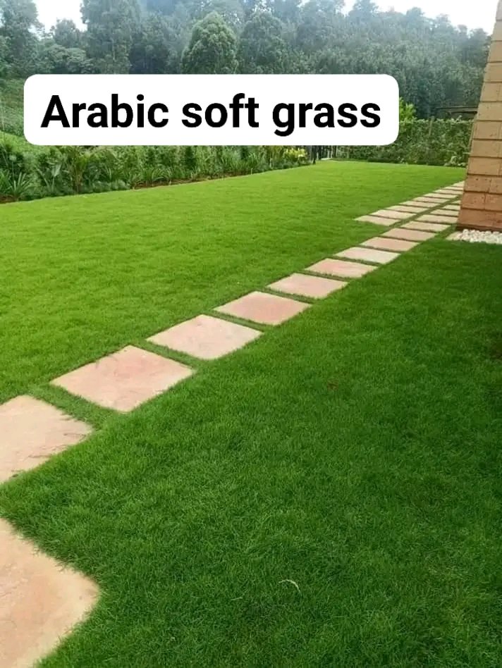 0729223329
Saudi Arabia Lawn Grass
✓Very spongy, beautiful, attractive &amp; soothing to step on
✓Forms lawn within 2 months

Mike Sonko #kemsaheist Shakahola #Aoko Kisii Faith Kipyegon Sakaja Sauti Sol Nyando #Coronation Kasarani #MasculinitySaturday Deputy President Somalia Kamba