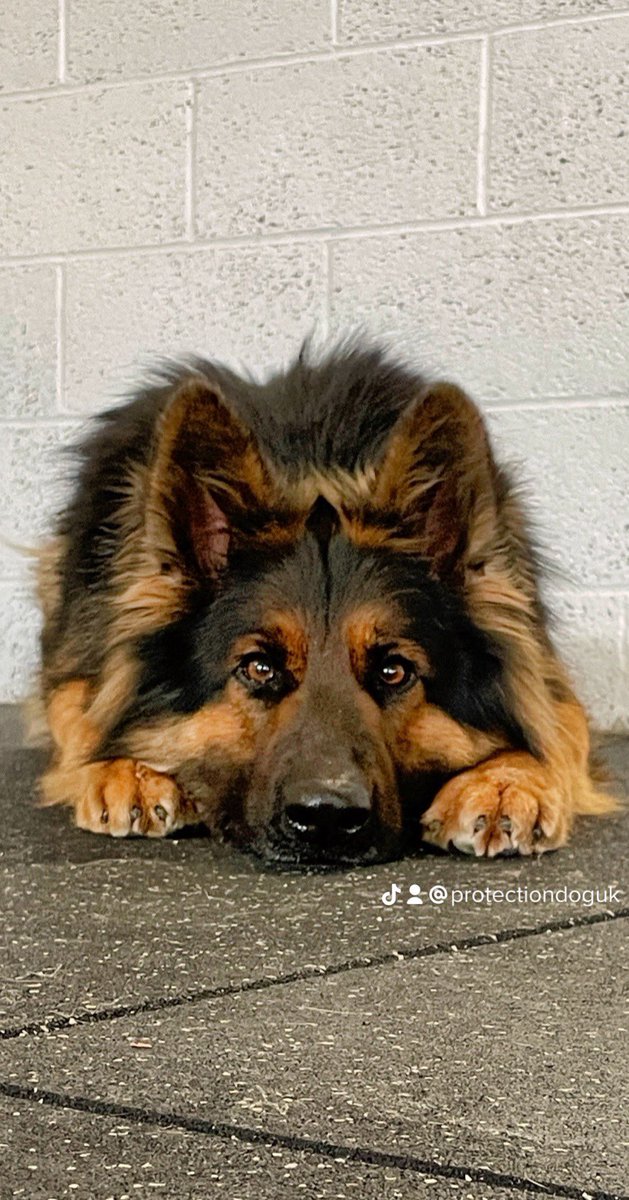 K9Protectoruk's tweet photo. Who is watching your family this evening ? Protection dogs from K9protector https://t.co/y82dW2pC5u