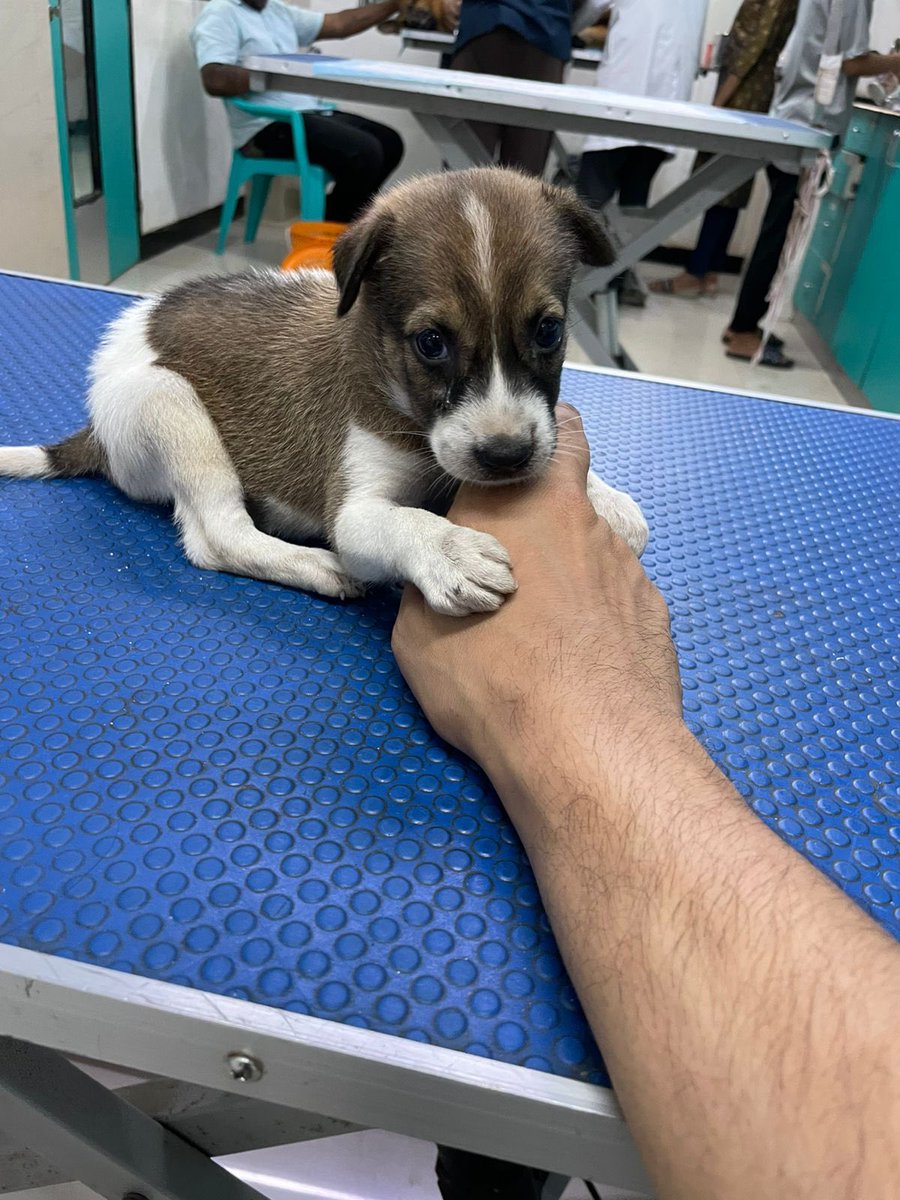 subiksharaman's tweet photo. A year ago today, @Rohit_Ravindran called &amp; said, “See who I rescued.” 

We named her Dobby &amp; @Falooly said she would foster her short term - thus began #DailyDobby

A few months later, she called to say, “I’m keeping her” and thus began the saga of Bailey. #fosterfail https://t.co/KpRAWFlMOn