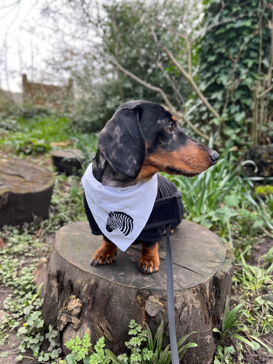 langley_daisy's tweet photo. (2/2) The month of May is EDS awareness month. 
I’ve teamed up with local Etsy small business Santas.Little.Wardrobe to offer an awareness range for your pups to show off 🦓 £6 including postage -  50% of profits go to EDS UK! 

https://t.co/DREub7PIo8 https://t.co/ShVEuP5VW3