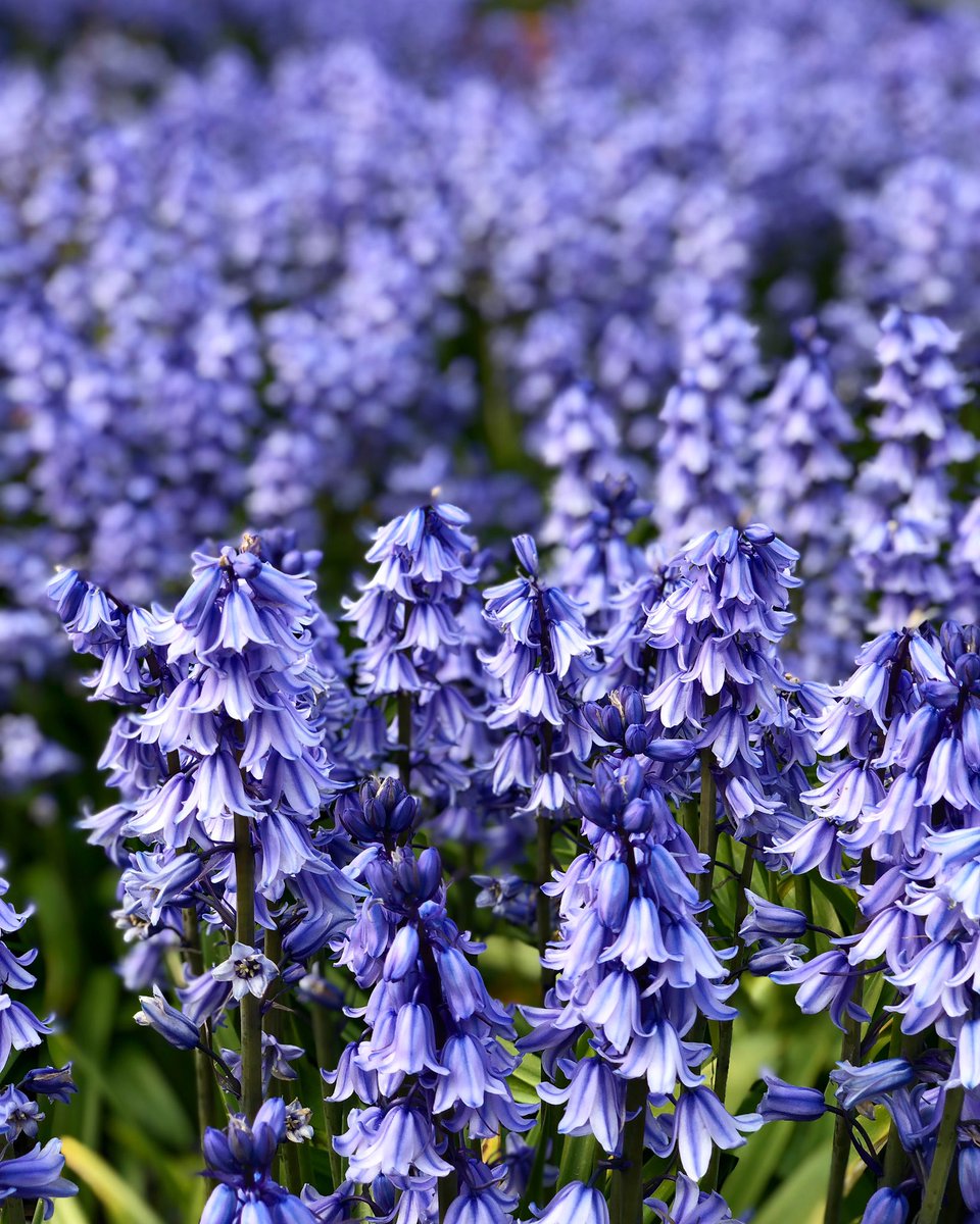 Bluebell season.

#bluebells #Southend #Essex <a href="/FriendsSouthend/">Friends of Southend</a>