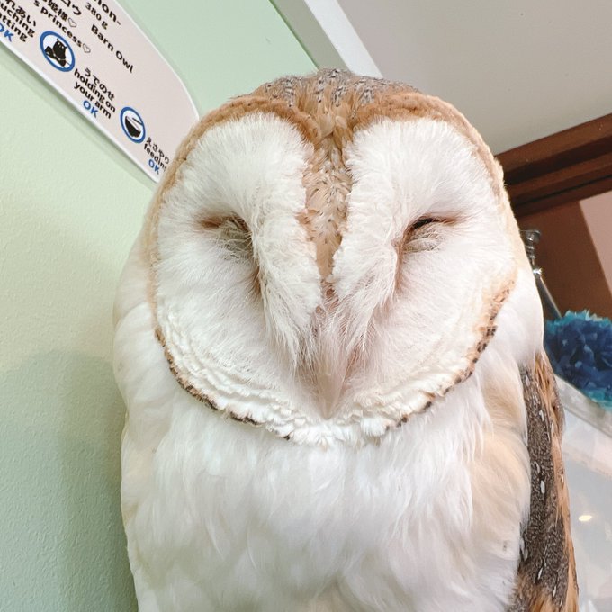国内外の人気! 水性 木版画 桜 ふくろう メンフクロウ 面梟 owl barn