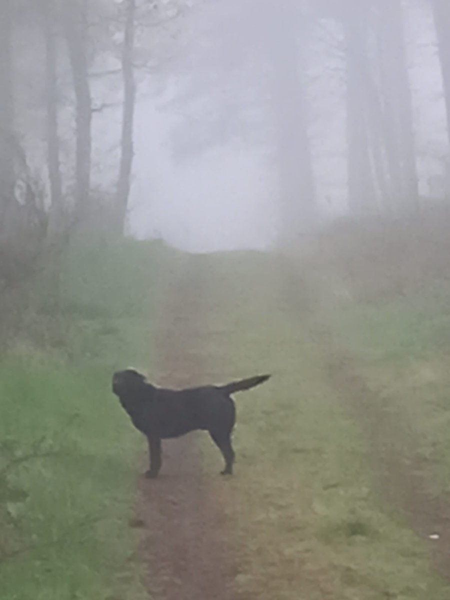Foggy doggy...
#dogsoftwitter #dog #Labrador #Scotland #ScottishWeather