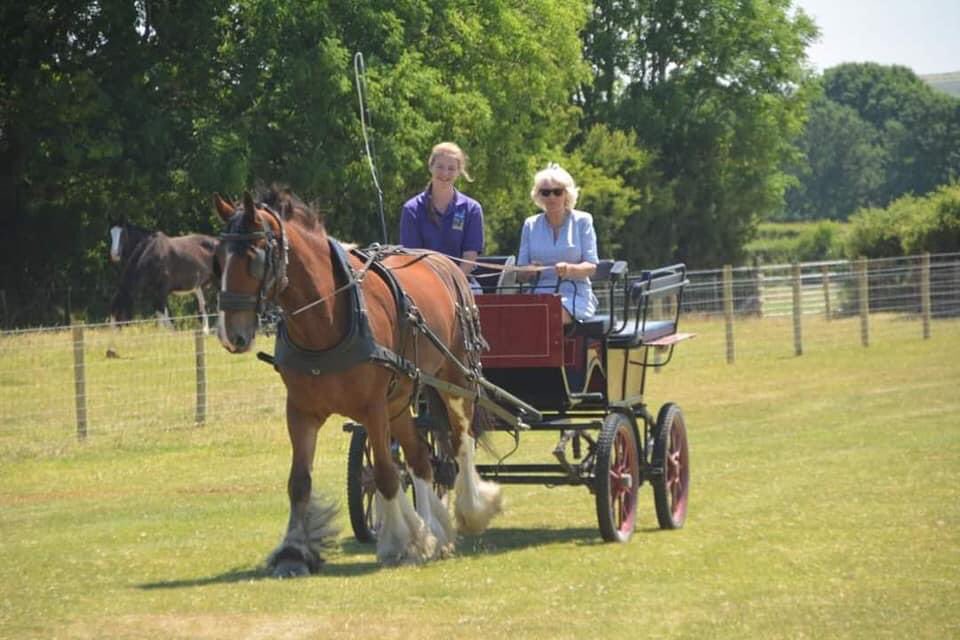 DyfedShires's tweet photo. Today’s the day! Look out for Ed (Apollo) on parade!
#coronation https://t.co/YdNsaE2CeG