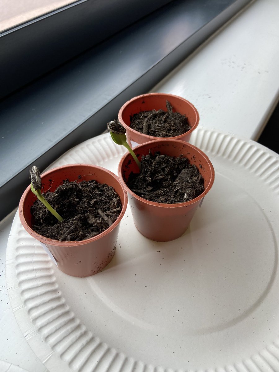Our sunflowers are growing!! 🌻