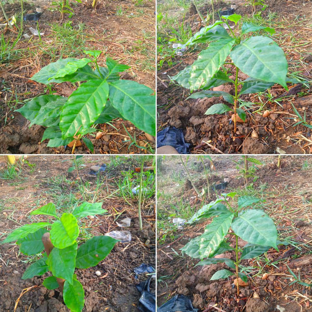 #Cafe #Onoto #Cajigal #Anz