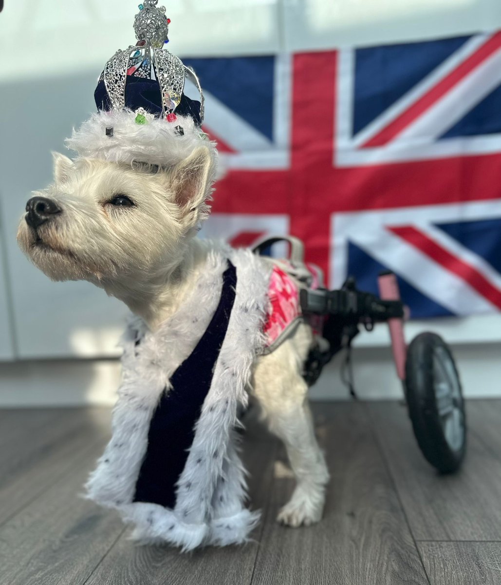 Today we celebrate the crowning of the King of England 🇬🇧 

#proudtobebritish #kingscoronation #pumpkintheparalysedwestie #pumpkinpower