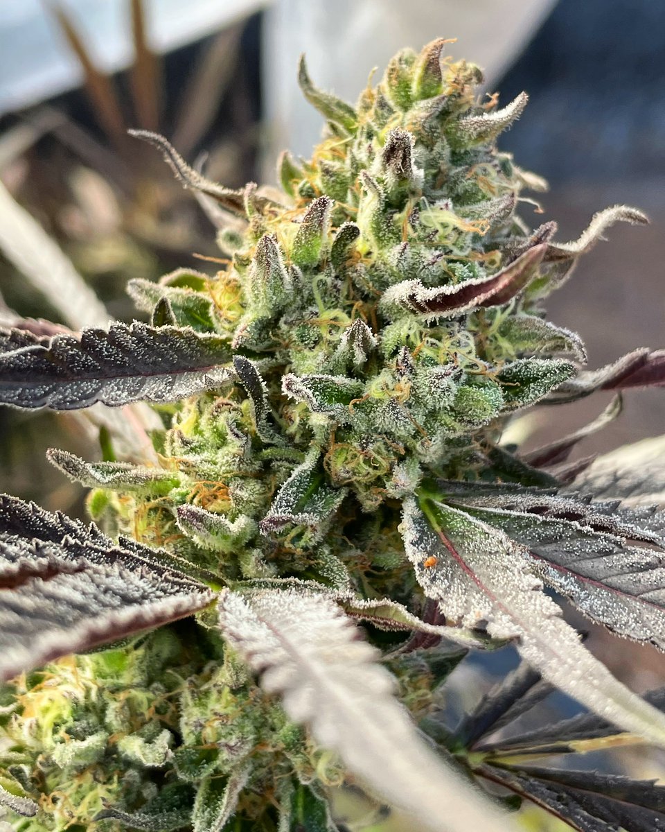 ketamaextracts's tweet photo. The mountain ganja life! https://t.co/R7IM7zvSiR