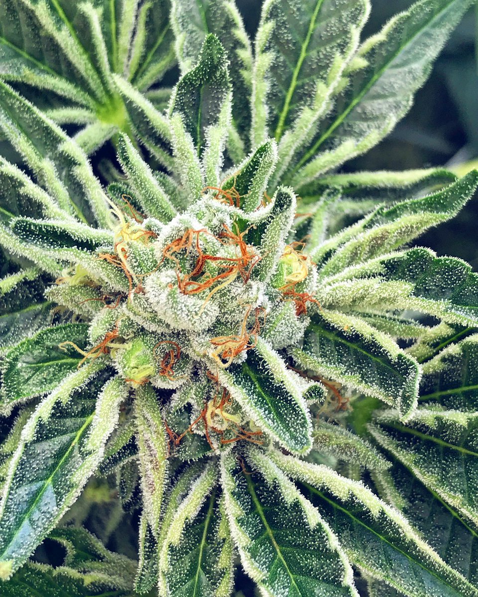 ketamaextracts's tweet photo. The mountain ganja life! https://t.co/R7IM7zvSiR