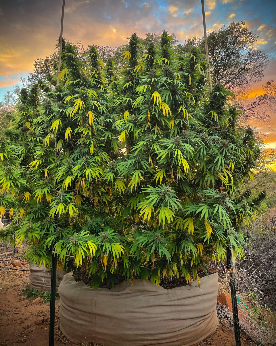 ketamaextracts's tweet photo. The mountain ganja life! https://t.co/R7IM7zvSiR