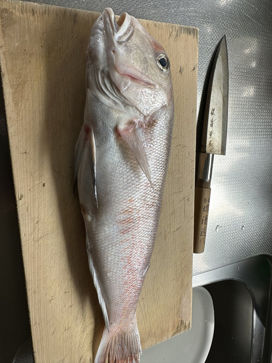 仕事で四国に行き合間に船出してもらい太平洋で釣りしてきた。マハタ、ウッカリ、あやめカサゴ、ヒラメやハマチ、そうだカツオ、イトヨリやこいろいろ釣れたがついに、こやつを釣って捌ける時がきた。

どんな味なんやろか
まぁ美味いにきまってる