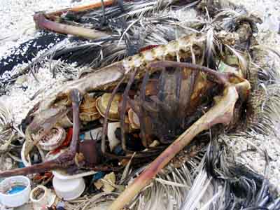 GiveaHand45's tweet photo. Did you like it?
It's our fault
Please pick up the trash and throw it in garbage can
Give a Hand! For a Better World!
#nature #trash #garbage #animals #plogging #ocean #beach #plogolution https://t.co/bdQ662BnGU