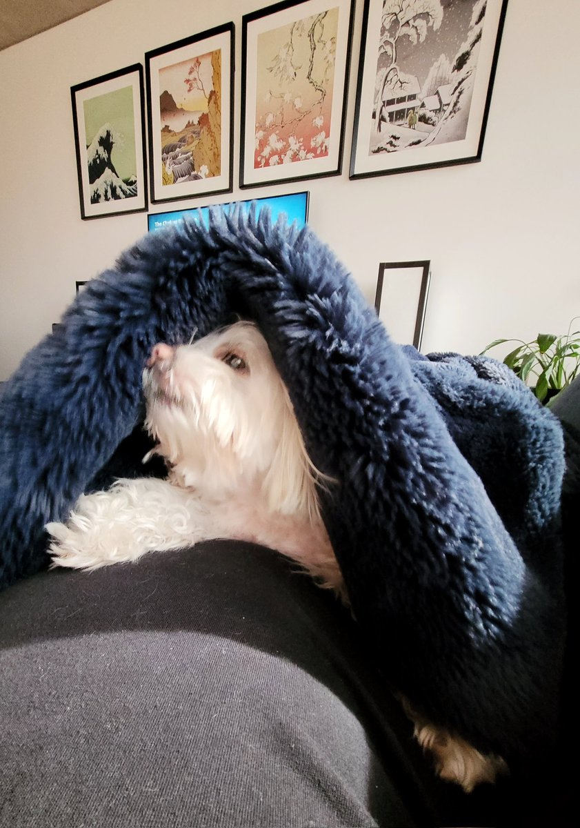 Gave Tao a shampoo and blow dry, but she likes to rug up for a post-bath snuggle under the fur blanket #MeAndMyTao #Maltese #CuteDogs #DogsofMelbourne #DogsofTwitter
