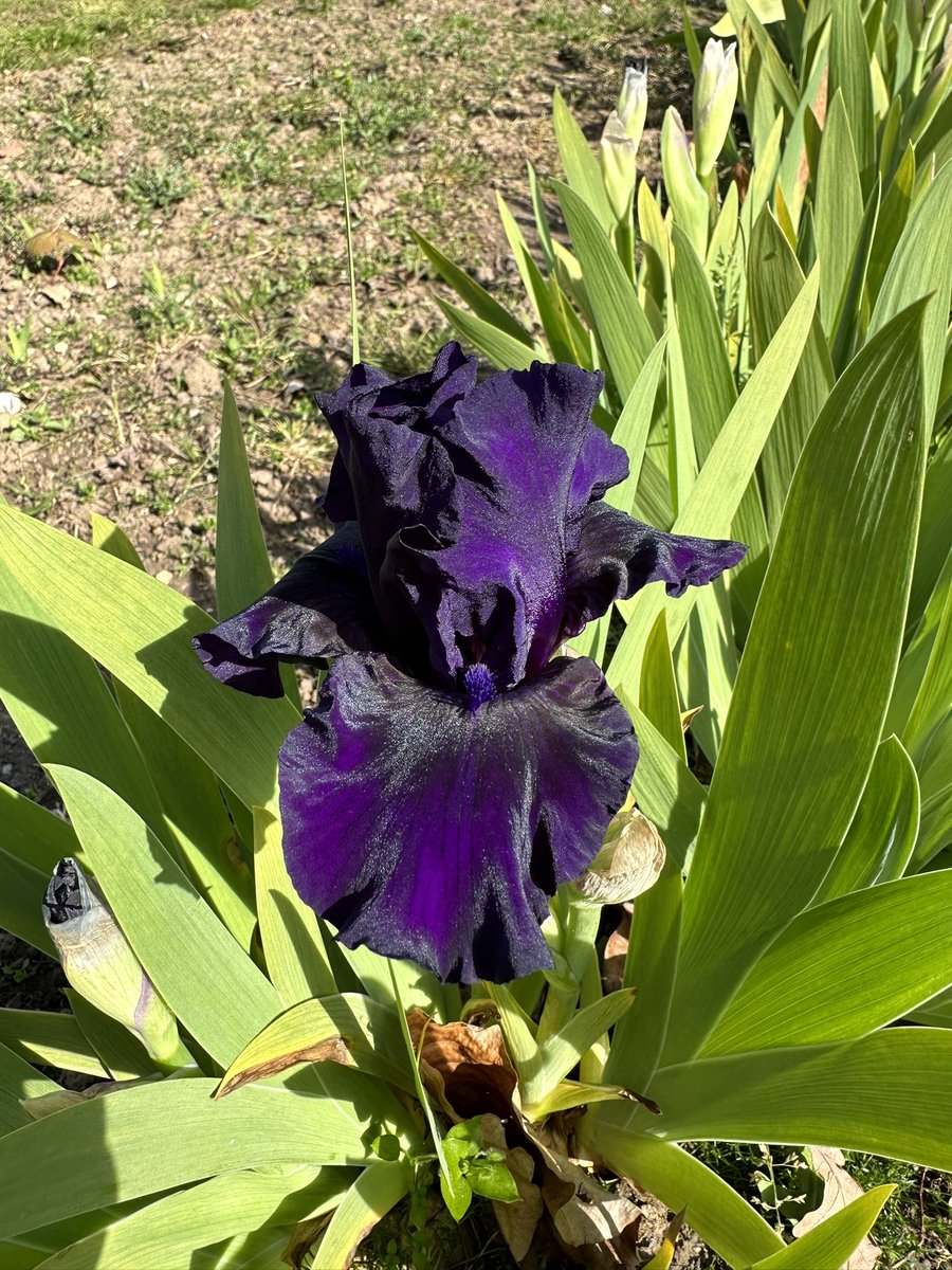 IrisesSeagate's tweet photo. IB Iris ‘Midsummer Nights Dream’ back in the sun again though more showers in the forecast! #intermediateiris #midsummernightsdream #iris #midsummer #nights #dream #beardedirises #purpleflowers #flowerpower https://t.co/haoUBWVFBr