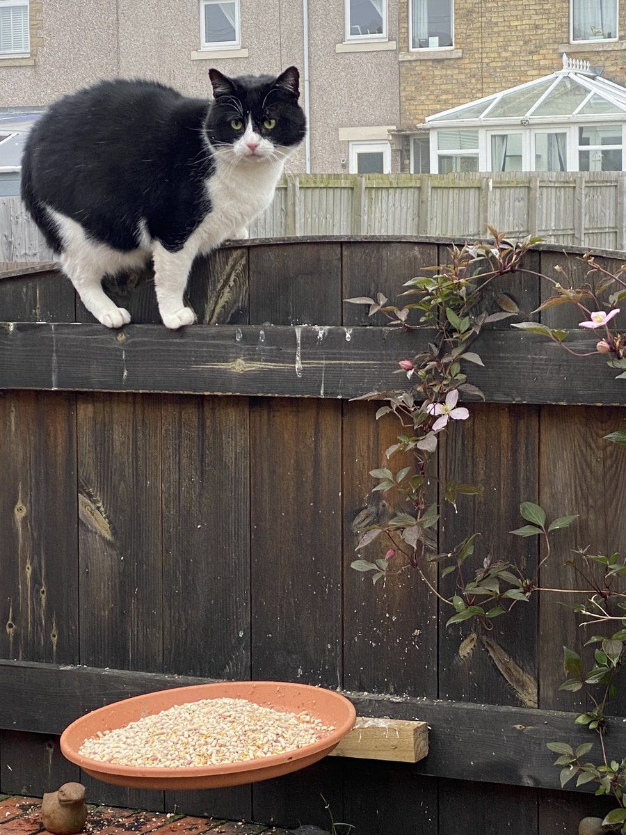 What?
#JustSittingOnTheFence #NoUlteriorMotive
#WhatBirdFeeder
#CatsOfTwitter #Opportunist #WhatsYourProblem #NotDoingAnyHarm