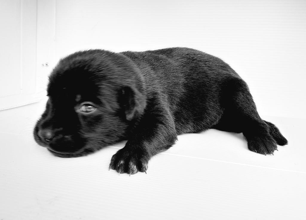 Abang Incon tweet media