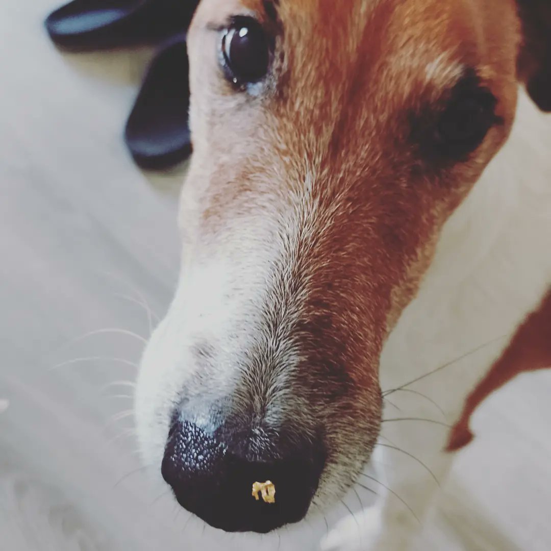 InkRabbitDesign's tweet photo. Working with gold leaves... 😆
#goldleafpainting #goldleaf #metalleaf #gold #inmystudio #behindthescenes #artistlife #fineart #acrylicpainting #texturedart #goldgreen #naughtydog #ilovemydog https://t.co/JuGixXDzVl