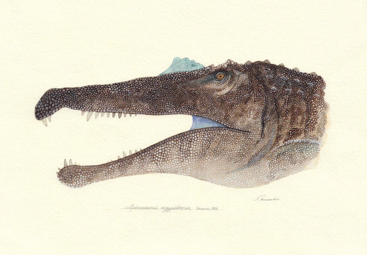 「スピノサウルス描きました。全長18mという巨大さに加えて、水棲種なんですよ。ワニ」|かわさきしゅんいちのイラスト