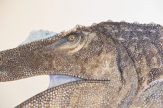 スピノサウルス描きました。全長18mという巨大さに加えて、水棲種なんですよ。ワニみたいな。水タイプの恐竜ってそうそういないんですごくワクワクします。銀座蔦屋の恐竜博開催記念フェアにて展示中〜! 