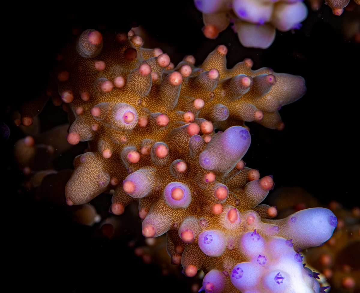 morganbs7's tweet image. Big couple of nights with the team at Shushah Island - finally, the corals spawned!