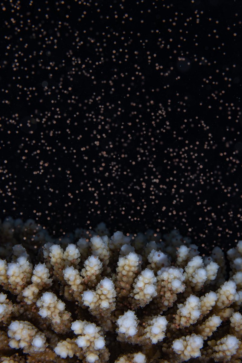 morganbs7's tweet image. Big couple of nights with the team at Shushah Island - finally, the corals spawned!