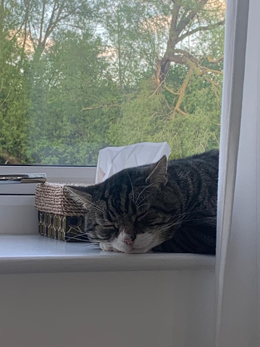 #caturday ft. Astrophe 😻