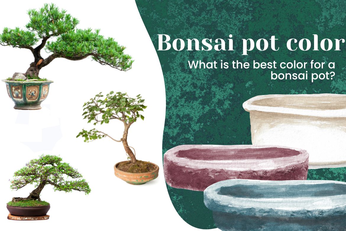 AgroTexGlobal's tweet photo. Bonsai pot color - What is the best color for a bonsai pot? 
 
https://t.co/124j4lx3nT
 
#agriculture #agriculturenews #agrinews #agronews #farming #agricultureworld #agrilife #fruit #vegetable #agritech #Krishinews #farmer #producetrade #producenews https://t.co/LIwzVwP4A9