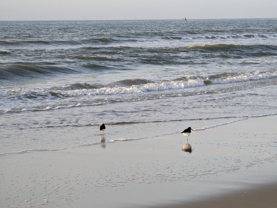 Vandaag Agenda #Texel
| za 06/05 Wadden Vogelfestival Texel 
| op-Texel.nl/-/wat-te-doen?…
| #Texel #TexelAgenda #LieverTexel