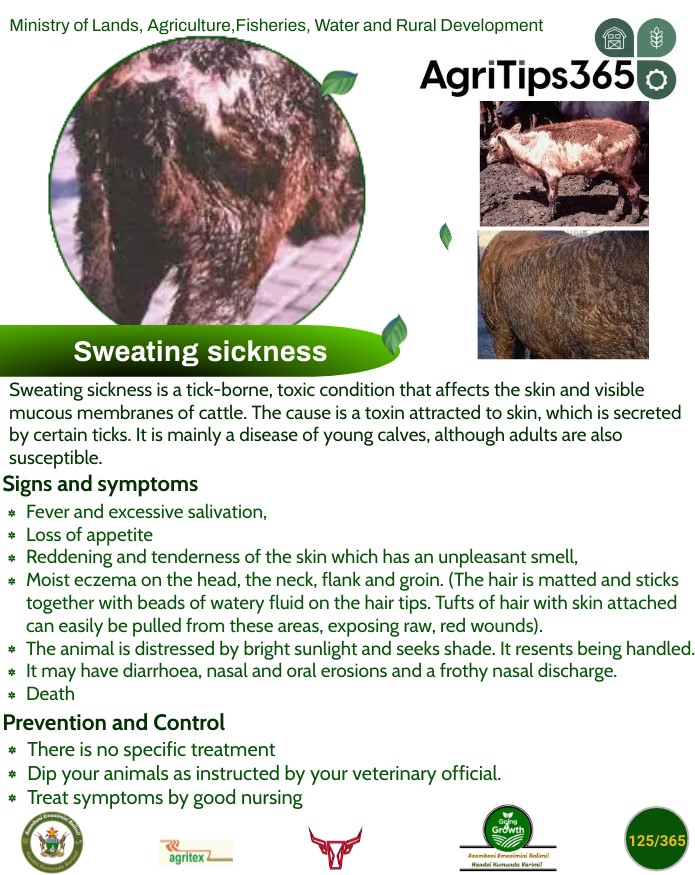 SundayMailZim's tweet photo. Farming tips
#SweatingSickness
Via @MoLAFWRD_Zim https://t.co/aJyPNs4IvW