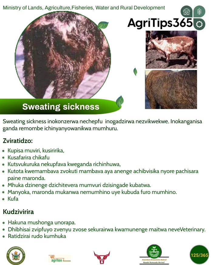 SundayMailZim's tweet photo. Farming tips
#SweatingSickness
Via @MoLAFWRD_Zim https://t.co/aJyPNs4IvW
