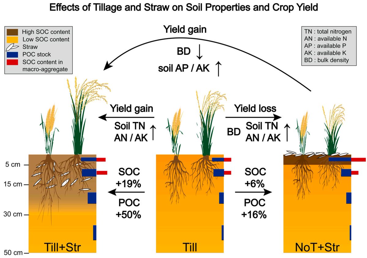 ykuzyakov's tweet photo. NEW in Agriculture, Ecosystems &amp; Environment
Effects of tillage on #soil organic carbon &amp; crop yield under straw return
https://t.co/Z34r4Ifx3S
50-day Free Link:
https://t.co/1qjZjViCD0
#SoilOrganicMatter #agriculture
#tillage #Fertilisers #carbonsequestration #soilaggregates https://t.co/MgPlQiV0XT