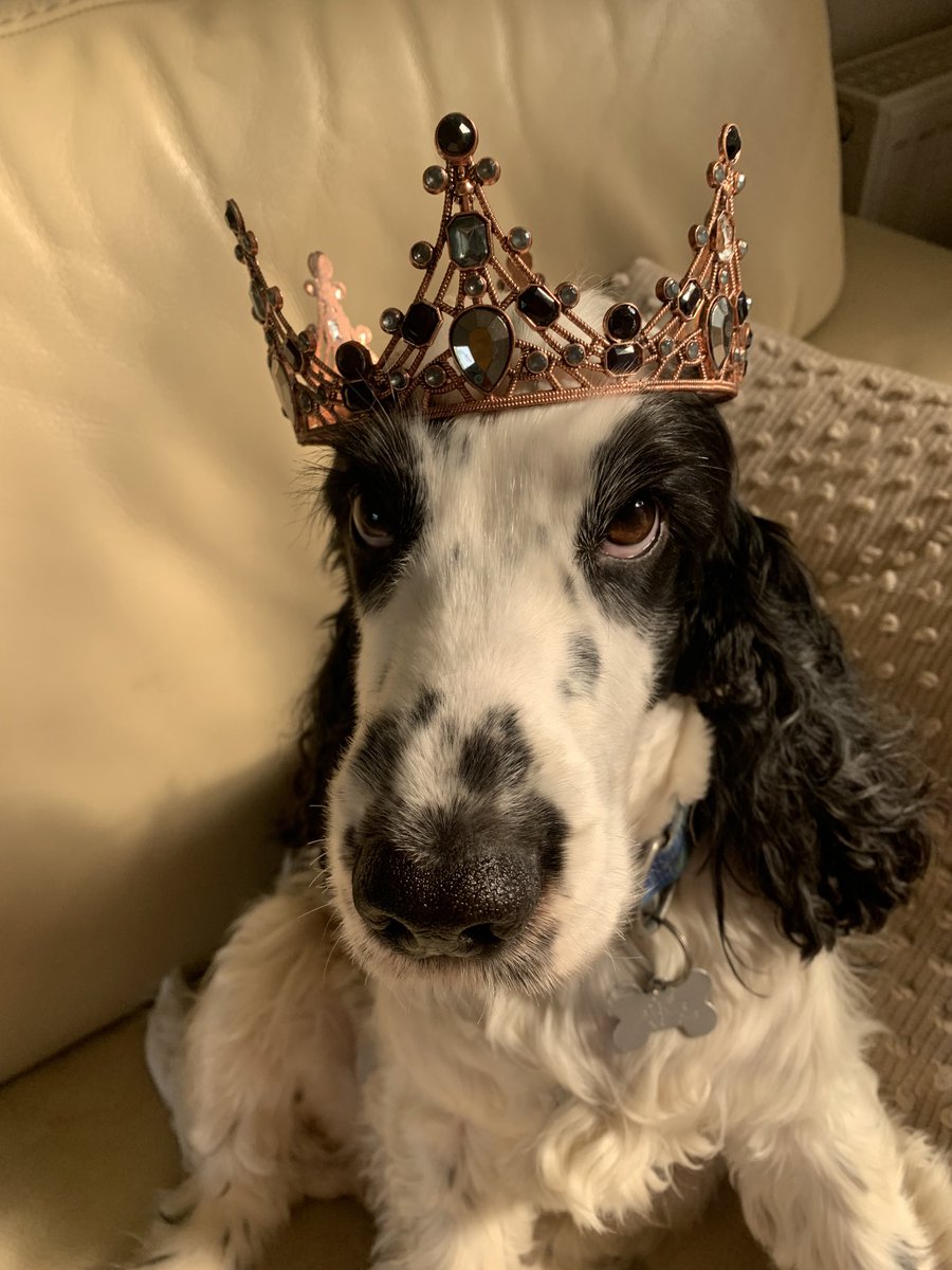 More cavalier than cocker this morning!