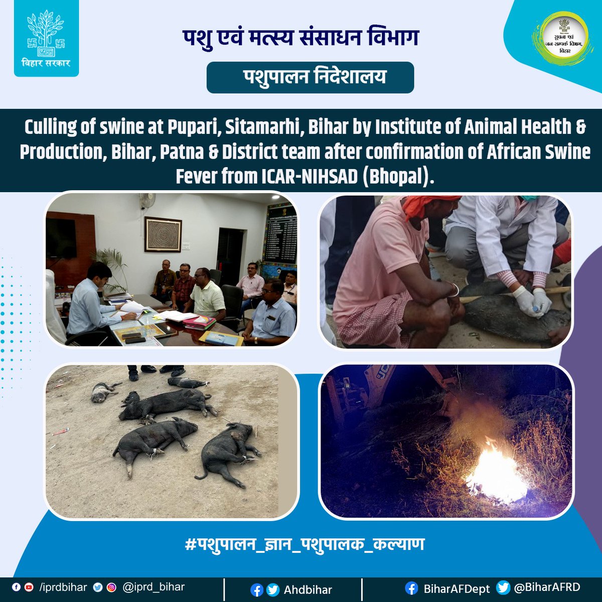 Animal & Fisheries Resources Dept., Bihar (@biharafrd) on Twitter photo Culling of swine at Pupari, Sitamarhi, Bihar by Institute of Animal Health & Production, Bihar, Patna & District team after confirmation of African Swine Fever from ICAR-NIHSAD (Bhopal).
<a href="/DirectorateOfF1/">Directorate Of Fisheries, Bihar, Patna</a>
#पशुपालन_ज्ञान_पशुपालक_कल्याण
#BiharAnimalAndFisheriesResourcesDept Culling of swine at Pupari, Sitamarhi, Bihar by Institute of Animal Health & Production, Bihar, Patna & District team after confirmation of African Swine Fever from ICAR-NIHSAD (Bhopal).
<a href="/DirectorateOfF1/">Directorate Of Fisheries, Bihar, Patna</a>
#पशुपालन_ज्ञान_पशुपालक_कल्याण
#BiharAnimalAndFisheriesResourcesDept