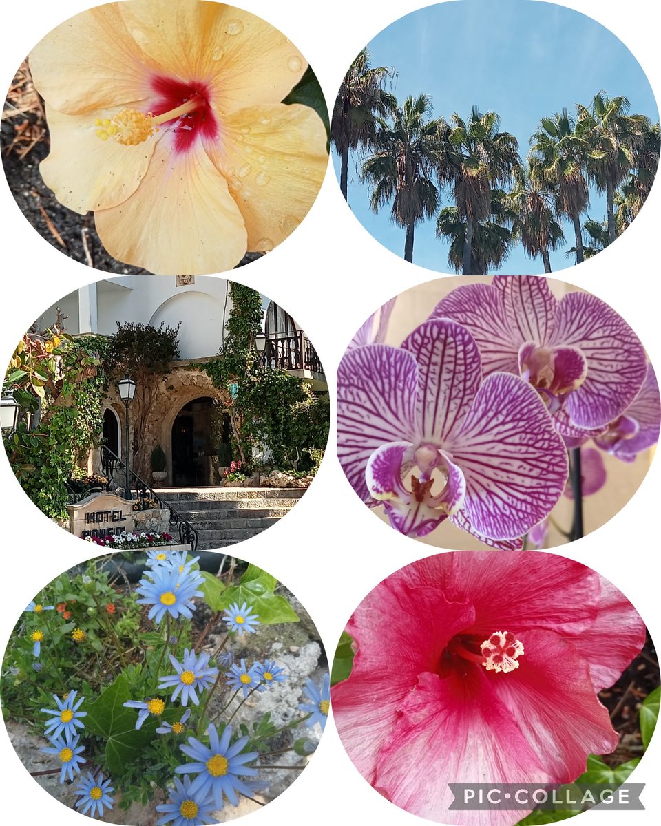 loganjacky's tweet photo. My #sixonsaturday 
From my recent trip to Mallorca. The lovely gardens &amp; flowers at #HotelBonSol https://t.co/X6CJxuXTR3