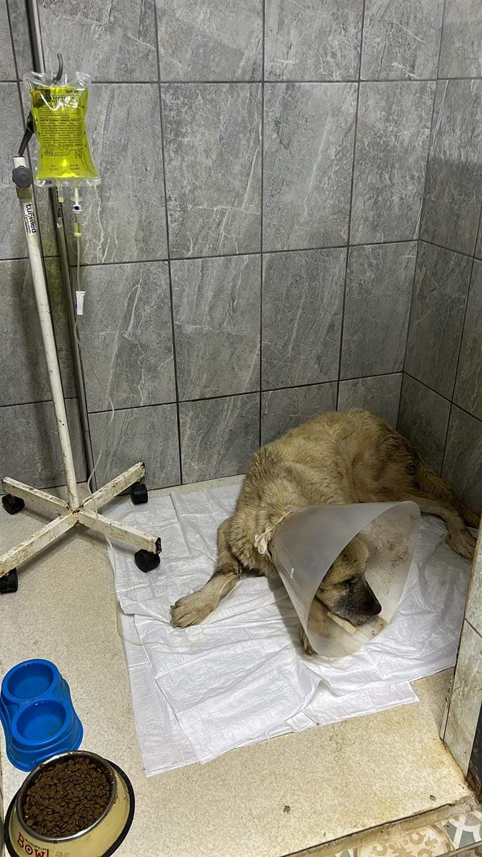 UnluNevra's tweet photo. Tumorlu evladım..
Ameliyatı başarılı bir şekilde yapıldı..Tümör alındı..Ama günlerdir yemek yemiyor..Durumu pek iyi değil..Dua eder misiniz ona..🥺 https://t.co/b8w60mPXlN