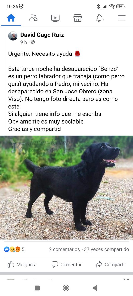 Urgente. Necesito ayuda 🚨

Esta tarde noche ha desaparecido “Benzo” es un perro labrador perro guía de Pedro. Ha desaparecido en San José Obrero (zona Viso). No tengo foto directa pero es como este: 
Si alguien tiene info que me escriba. Es muy sociable. 
Gracias y compartid